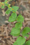 Autumn goldenrod 